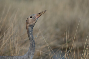 Common crane Grus grus. Juvenile drinking water. Gallocanta Lagoon Natural Reserve. Aragon. Spain.