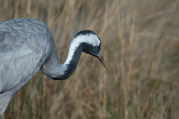 Common crane Grus grus. Gallocanta Lagoon Natural Reserve. Aragon. Spain.
