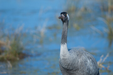 Common crane Grus grus. Gallocanta Lagoon Natural Reserve. Aragon. Spain.