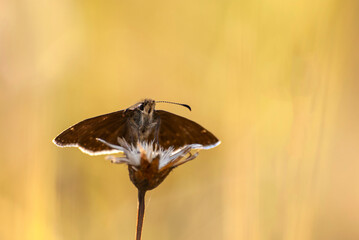 owady motyl  © Robert Borek