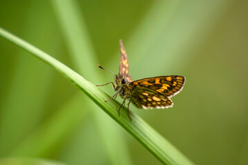 owady motyl © Robert Borek
