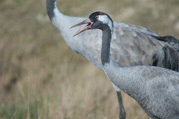 Common crane Grus grus calling. Gallocanta Lagoon Natural Reserve. Aragon. Spain.