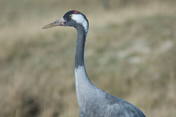 Common crane Grus grus. Gallocanta Lagoon Natural Reserve. Aragon. Spain.