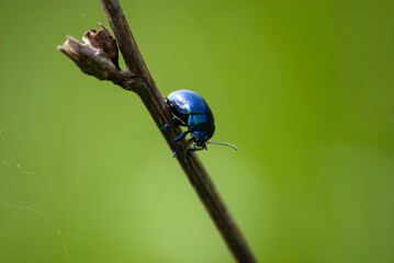 owady żuczek © Robert Borek