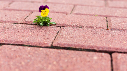 Opportunistic garden pansy, a hybridization from several species of pansies (Melanium), especially Viola tricolor, a wildflower of Europe and western Asia known as heartsease.