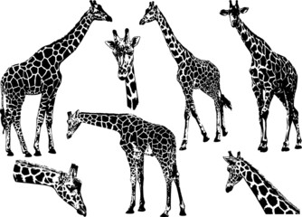 Giraffes, vector collection
Set of silhouettes of giraffes isolated on white background
