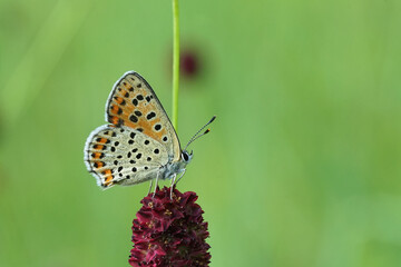 Schmetterling - Bläuling auf einer Kugellauch-Blüte