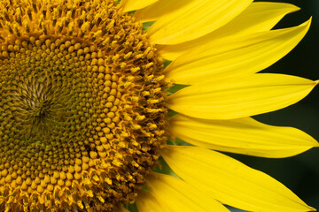 Obraz premium Beautiful sunflowers blooming on the field.