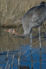 Common crane Grus grus. Juvenile drinking water. Gallocanta Lagoon Natural Reserve. Aragon. Spain.