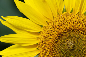 Sunflower. Beautiful sunflowers blooming on the field