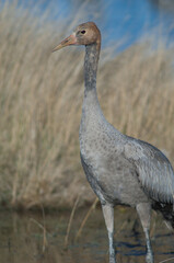 Juvenile common crane Grus grus. Gallocanta Lagoon Natural Reserve. Aragon. Spain.