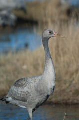 Juvenile common crane Grus grus. Gallocanta Lagoon Natural Reserve. Aragon. Spain.