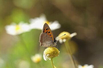 Kleiner Feuerfalter auf einem Gänseblümchen