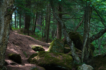 Dense forest with sunlight shining through lush green mature trees.