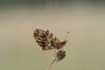 Schmetterling - Kleiner Perlmuttfalter auf einer Bläute