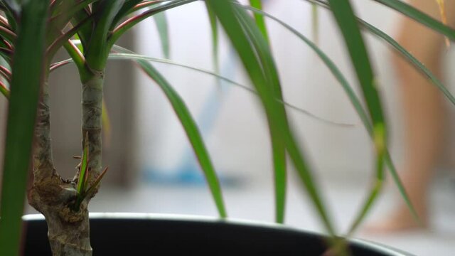 Housewife girl makes house cleaning. Cleaning floors at home. Hygiene and house cleaning