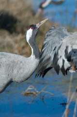 Common crane Grus grus drinking water. Gallocanta Lagoon Natural Reserve. Aragon. Spain.