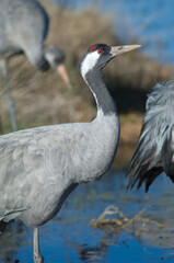 Fototapeta premium Common crane Grus grus. Gallocanta Lagoon Natural Reserve. Aragon. Spain.