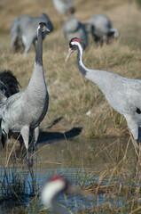 Common cranes Grus grus in a lagoon. Gallocanta Lagoon Natural Reserve. Aragon. Spain.