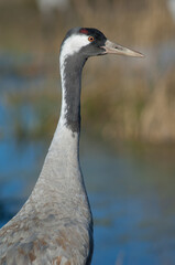 Common crane Grus grus. Gallocanta Lagoon Natural Reserve. Aragon. Spain.