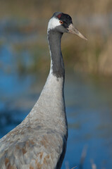 Common crane Grus grus. Gallocanta Lagoon Natural Reserve. Aragon. Spain.