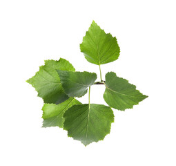Branch of birch tree with young fresh green leaves isolated on white. Spring season