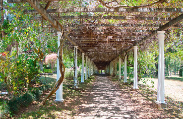 The plant corridor in park of Kandy Sri Lanka