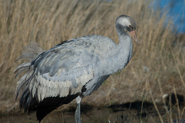 Juvenile common crane Grus grus. Gallocanta Lagoon Natural Reserve. Aragon. Spain.