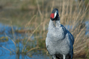 Common crane Grus grus preening. Gallocanta Lagoon Natural Reserve. Aragon. Spain.