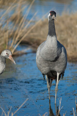 Common cranes Grus grus. Juvenile to the left and adult to the right. Gallocanta Lagoon Natural Reserve. Aragon. Spain.