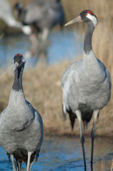 Common cranes Grus grus. Gallocanta Lagoon Natural Reserve. Aragon. Spain.