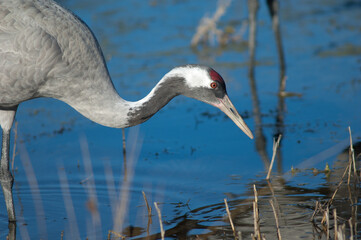 Common crane Grus grus in a lagoon. Gallocanta Lagoon Natural Reserve. Aragon. Spain.