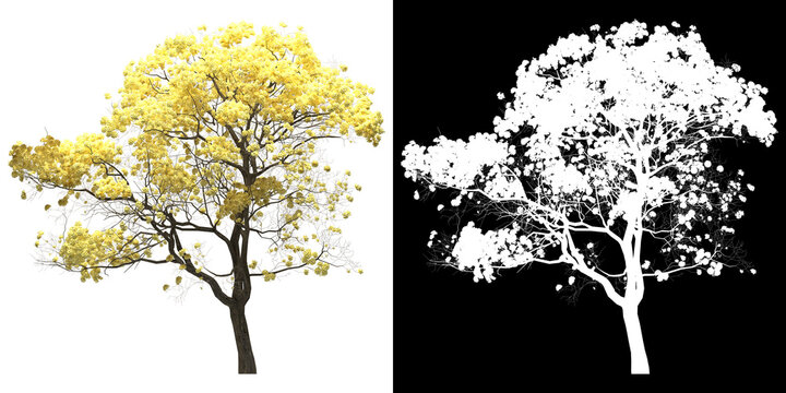 Front view of tree (Tabebuia Chrysantha) png with alpha channel to cutout 3D rendering. For forest and nature compositing.	