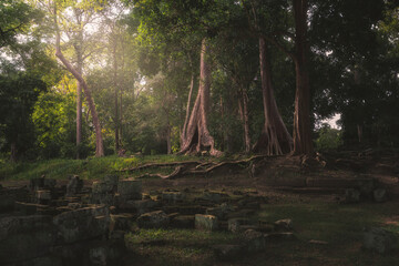 Breathtaking view of jungles with tall trees and stones during daytime in Cambodia