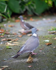 Two wood pigeons in a park.