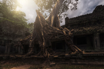 Low angle of wonderful scenery of aged Buddhist temple covered with huge tree roots and located in jungles in Cambodia
