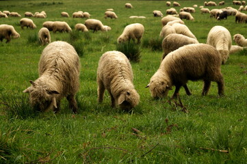 Fototapeta premium sheep in the field