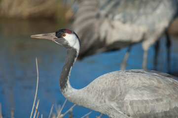 Common crane Grus grus. Gallocanta Lagoon Natural Reserve. Aragon. Spain.