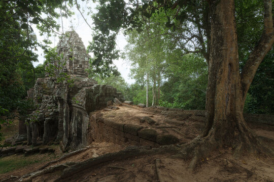 Low angle of wonderful scenery of aged Buddhist temple covered with huge tree roots and located in jungles in Cambodia