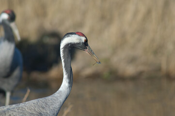 Obraz premium Common crane Grus grus with a dragonfly in its beak. Gallocanta Lagoon Natural Reserve. Aragon. Spain.