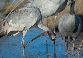 Common crane Grus grus. Juvenile scratching. Gallocanta Lagoon Natural Reserve. Aragon. Spain.