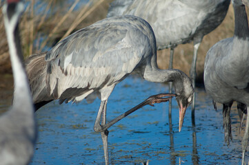Common crane Grus grus. Juvenile scratching. Gallocanta Lagoon Natural Reserve. Aragon. Spain.