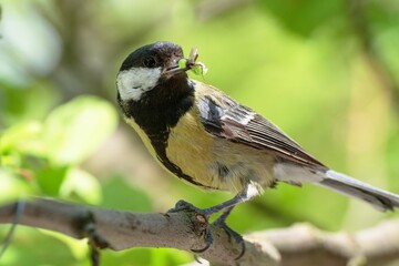 Obraz premium Great tit (Parus major) bears food to the young. Czechia. Europe