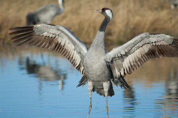 Common crane Grus grus spreading its wings. Gallocanta Lagoon Natural Reserve. Aragon. Spain.