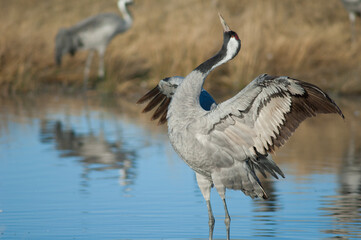 Common crane Grus grus spreading its wings. Gallocanta Lagoon Natural Reserve. Aragon. Spain.
