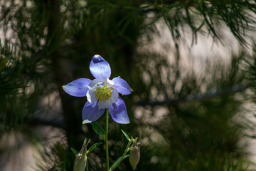columbine