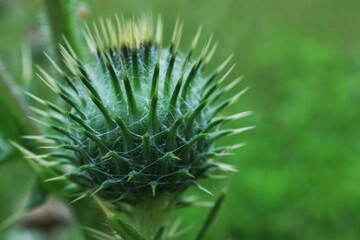 Macro photography of a thistle on a green background