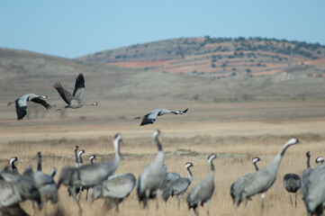 Common cranes Grus grus in flight. Gallocanta Lagoon Natural Reserve. Aragon. Spain.