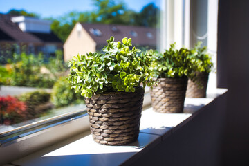 Three green plants in wicker baskets on the windowsill of a lovely home in a neighbourhood, view of houses trough the window, retro modern interior cozy style