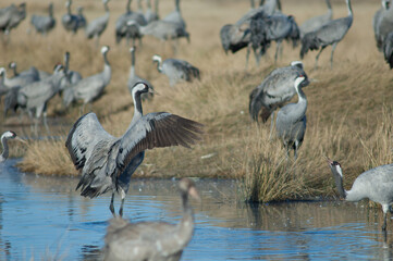 Common cranes Grus grus in a lagoon. Gallocanta Lagoon Natural Reserve. Aragon. Spain.